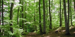 les-forets-d-ardenne